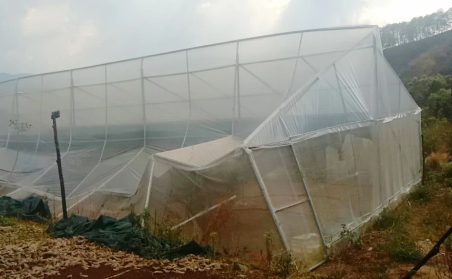 Nhà lồng bị ảnh hưởng do mưa đá. Ảnh: TM.