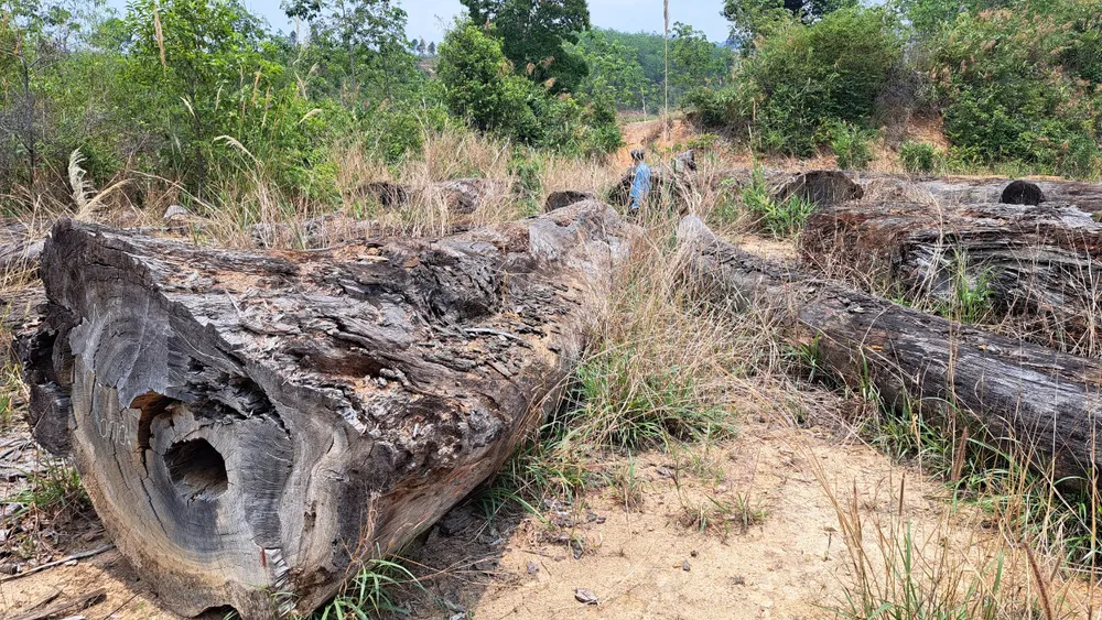 Nhiều cây gỗ có dấu hiệu hư hỏng.