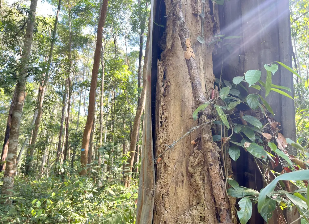 Một cây gỗ trắc chết khô