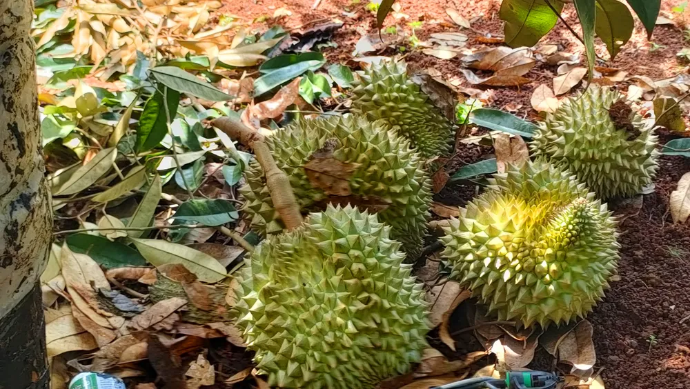 Để cứu cây, gia đình bà Hiền cắt tỉa cành, cắt bỏ trái.