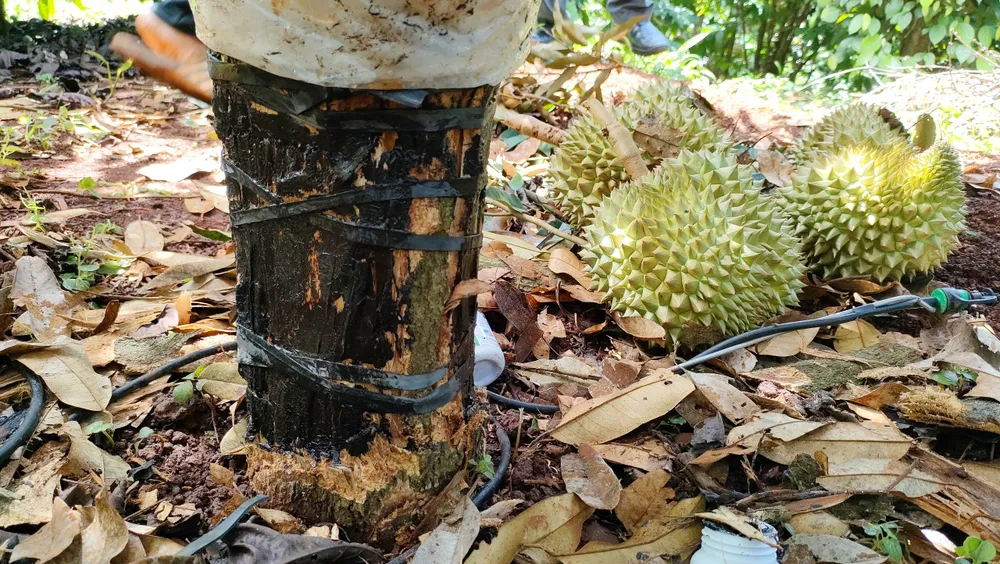 Vườn sầu riêng bị cạo gốc được chủ vườn bôi thuốc hy vọng cứu cây. Ảnh: LK.
