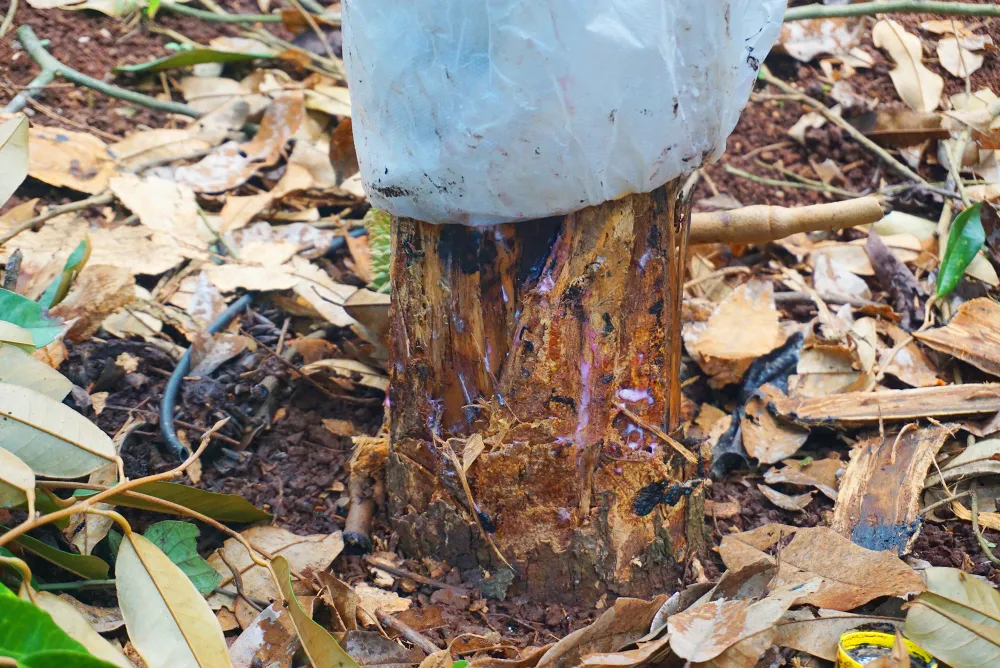 Gốc cây bị cạo hết lớp vỏ ngoài, nguy cơ chết cao.