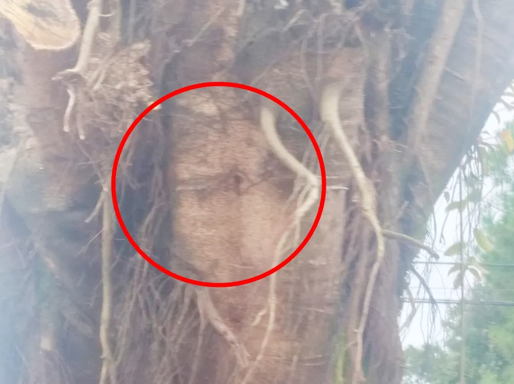 Hình ảnh nhỏ trên cây được nhiều người cho rằng &quot;Chúa hiển linh&quot;.