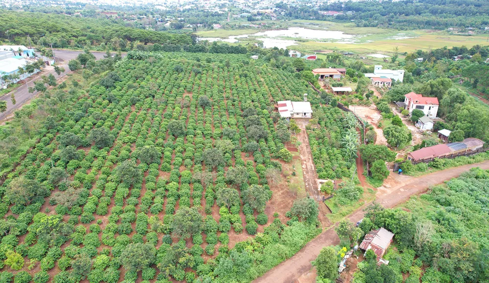 Gia Lai quyết định thu hồi hơn 16.000 m2 đất rừng lấn chiếm