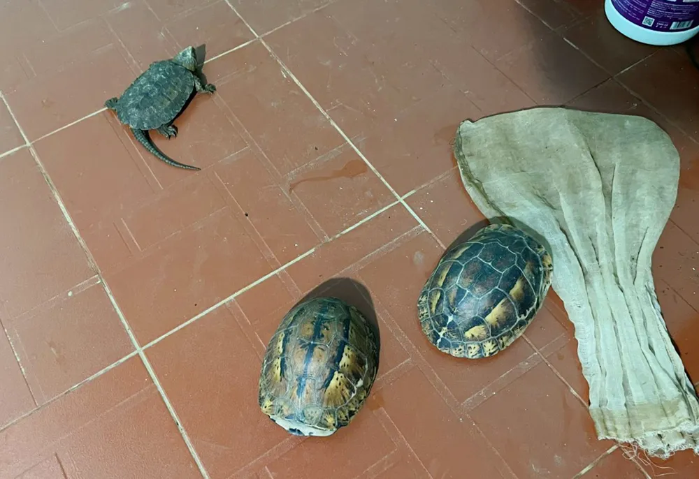 Bat-qua-tang-mua-ban-dong-vat-hoang-da-gia-lai 1.jpg