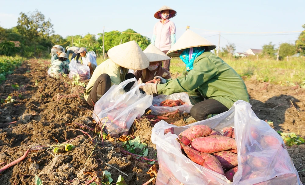 Thư mời khoai lang