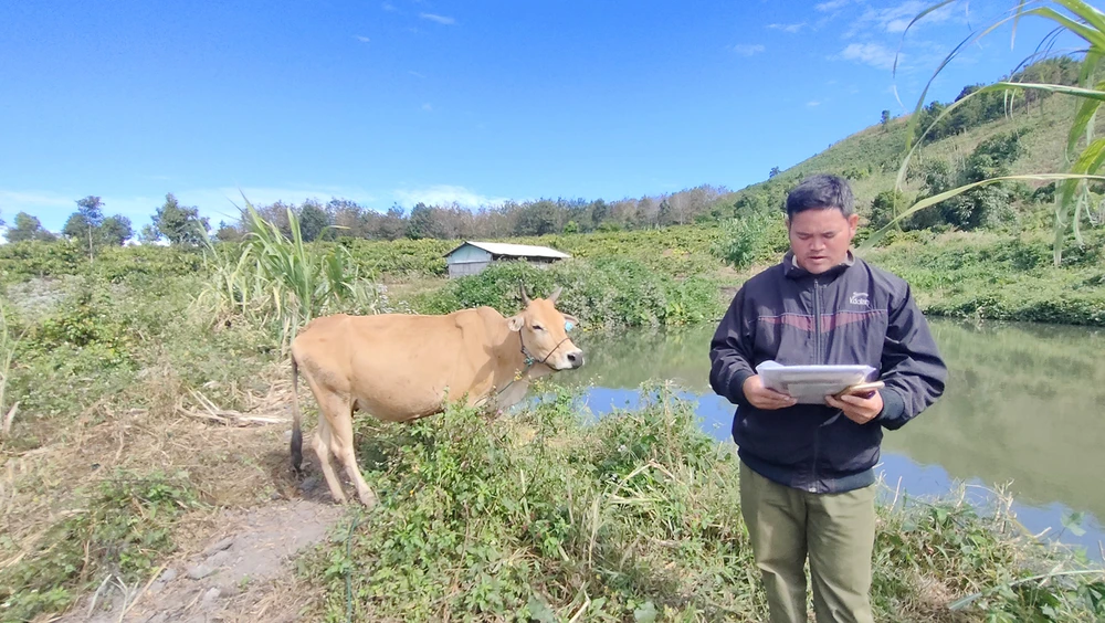 Cấp bò sinh sản thành bê ở Đăk Hà kon tum