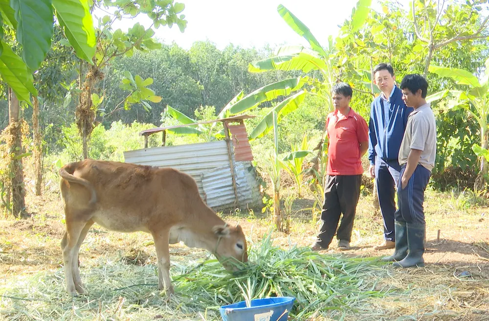 Dự án cấp bò sinh sản cho hộ nghèo nhưng người dân nhận được là bê. Ảnh: LK. Kỷ luật chủ tìhj xã Ngok Wang do cấp bò sinh sản thành bê