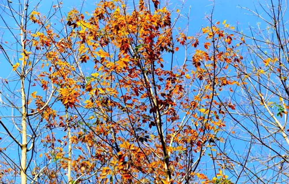 Tay-nguy-mua-dep-nhat-trong-nam 3.jpg