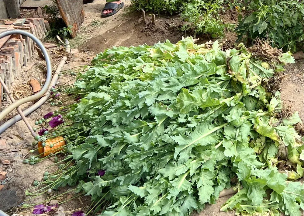 Phát hiện một hộ dân Kbang trồng cây thuốc phiện