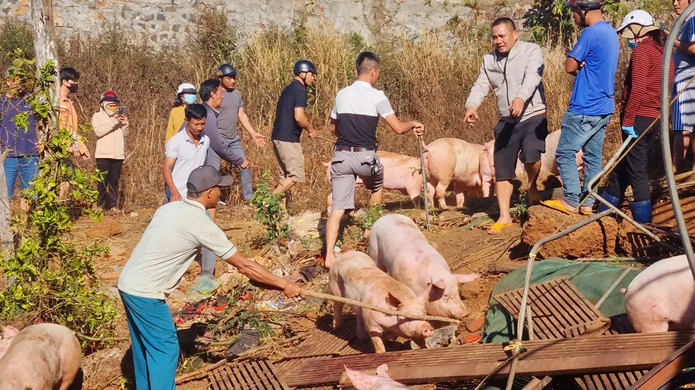 lật xe tải chở heo