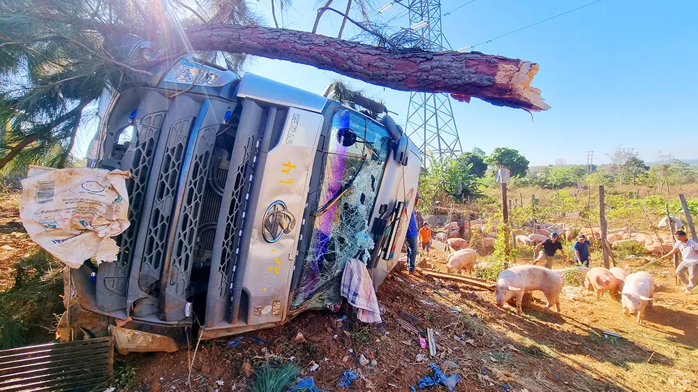 Tranh xe máy, xe tải bị tai nạn lật xe, heo chạy tán loạn