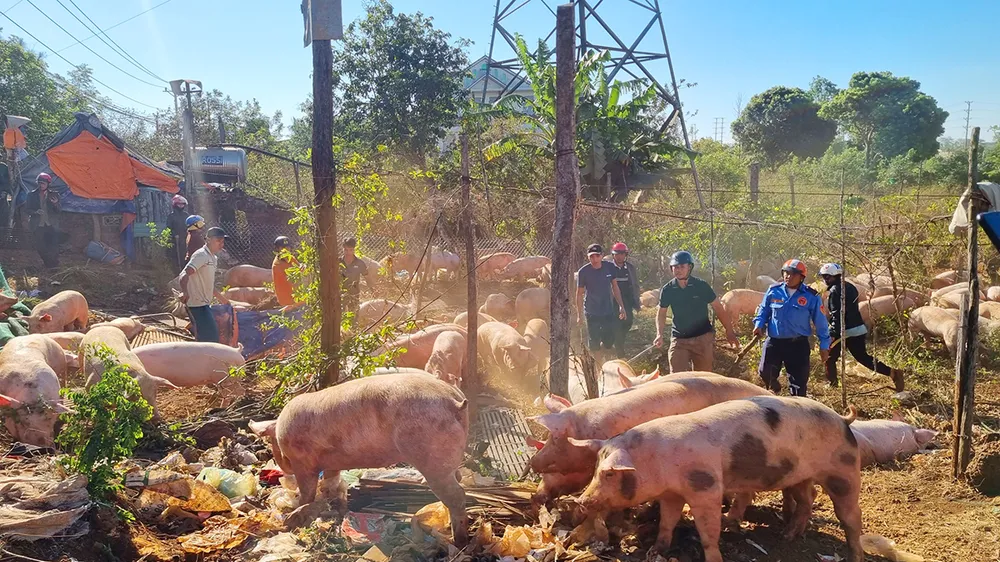 Vây bắt đàn heo sau tai nạn