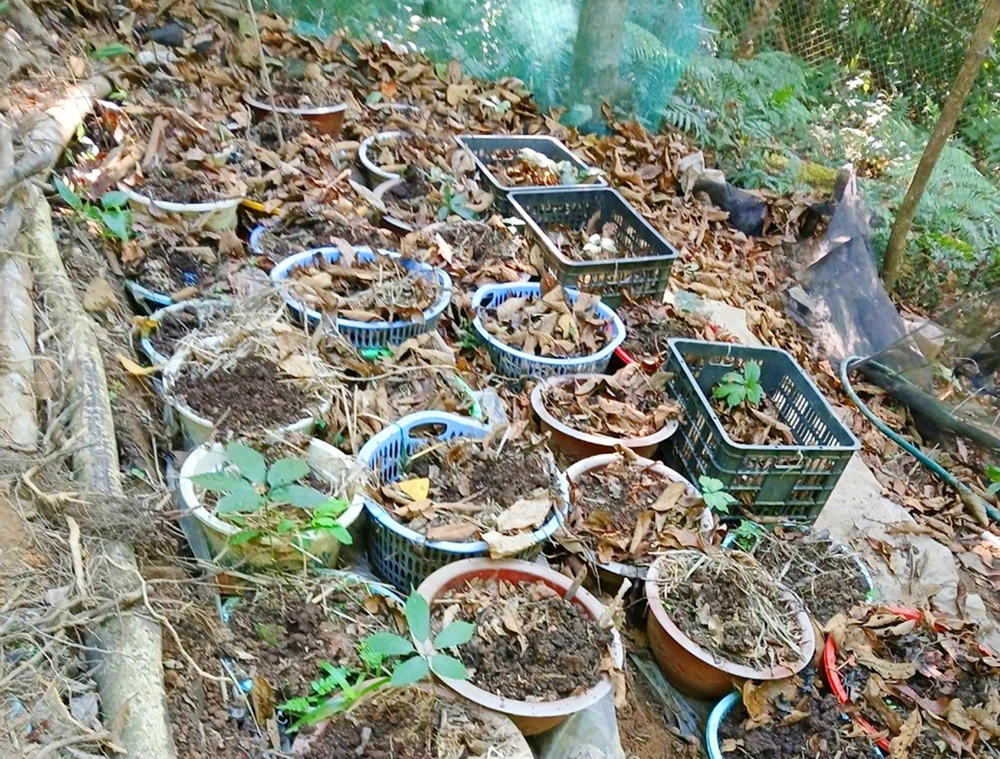 Huyện Tu Mơ Rông chỉ đạo công an điều tra sâm Ngọc Linh bị nhổ trộm