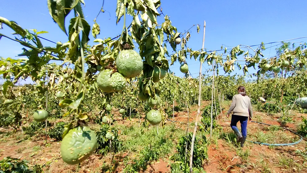 Huy-hoai-nong-san-chat-pha-chanh-leo-ca-phe 1.jpg