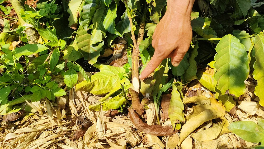 Hủy hoại nông sản chặt phá cà phê ở Chư Sê