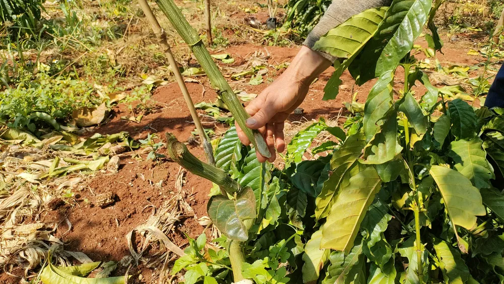 Hủy hoại nông sản chặt phá chanh dây ở Chư Sê