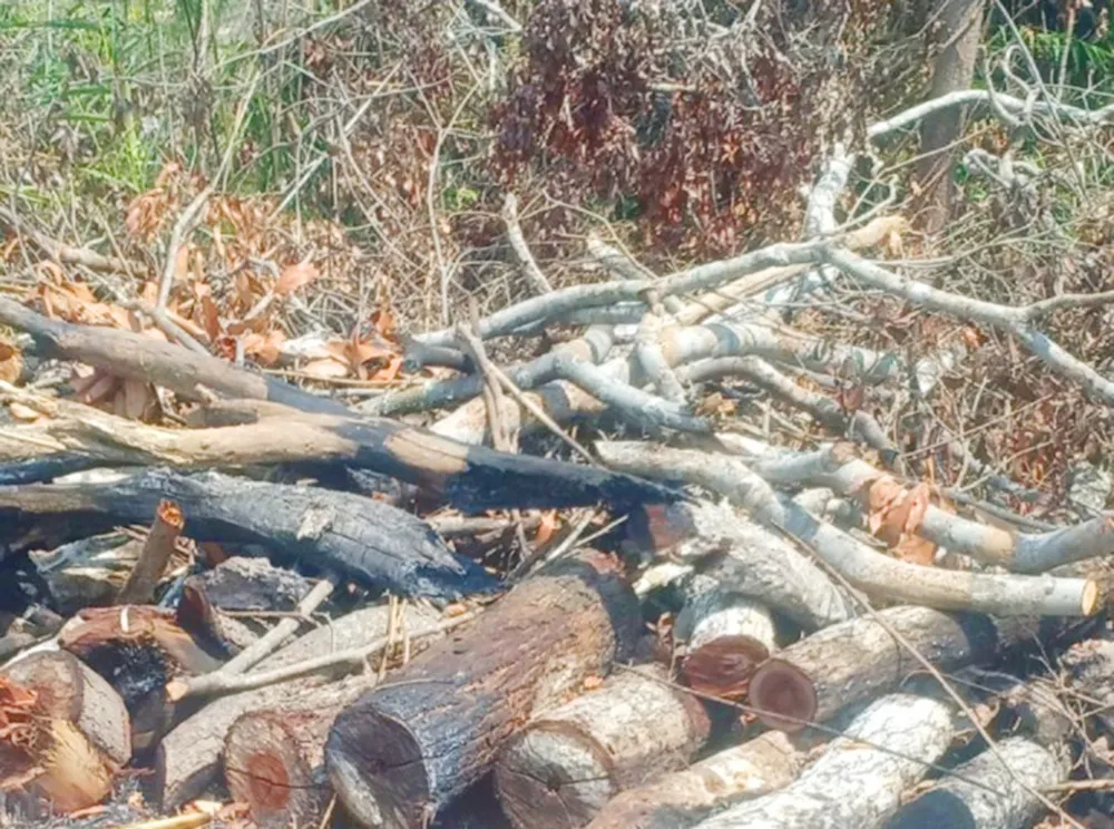 Người đàn ông phá rừng bị xử phạt hành chính ở Gia Lai