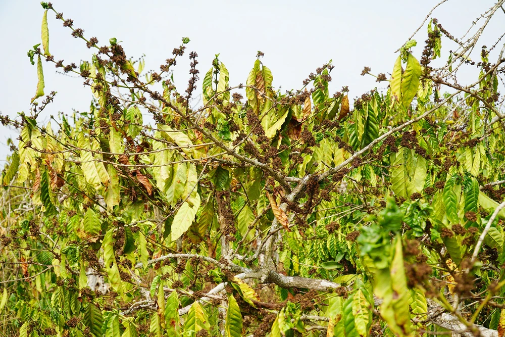 Nhiều nông dân lo lắng cây trồng chết khát do hạn hán, không có nước. Ảnh: TH. Nông dân Tây Nguyên quay quắt trong hạn hạn kéo dài