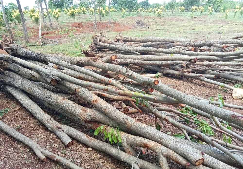 Hạt Kiểm lâm huyện Chư Sê phát hiện, tạm giữ gần 100 cây gỗ giáng hương không rõ nguồn gốc. Ảnh: NT. Phát hiện 100 gcây gỗ giáng hương không rõ nguồn gốc