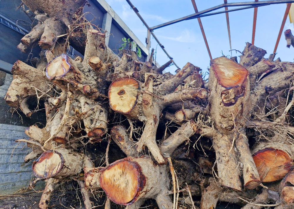 Thời điểm tạm giữ, số cây gỗ giáng hương không có giấy tờ xác định nguồn gốc. Ảnh: NT. Phát hiện 100 gcây gỗ giáng hương không rõ nguồn gốc