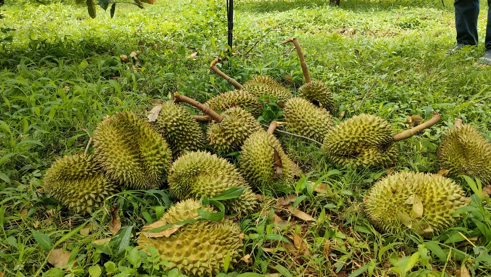 Nông dân Gia Lai phát sốt vì sầu riêng rụng đầy đất thiệt hại nặng nề