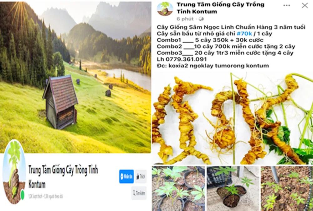 Trang facebook rao bán sâm Ngọc Linh giả của LVC. Ảnh: CA Khởi tố rao bán giống sâm Ngọc Linh giả