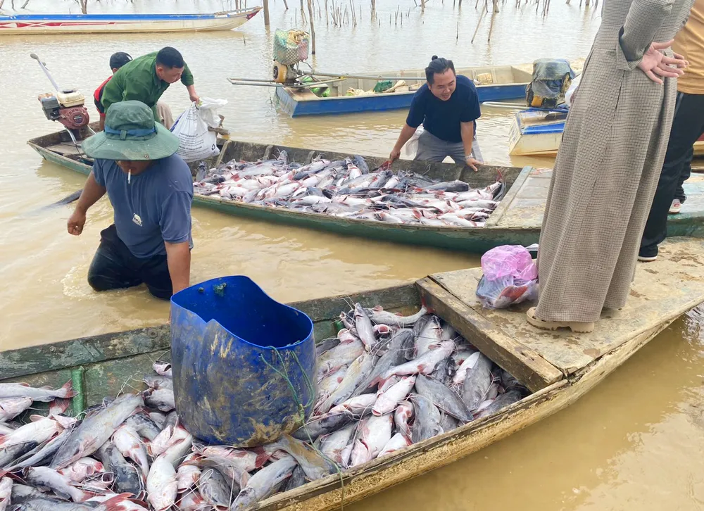 Cá lăng nuôi lồng trên lòng hồ thủy điện Ia Ly chết hàng loạt. Ảnh: TL. Cá lăng nuôi lồng trên hồ thủy điện Ia Ly chết hàng loạt