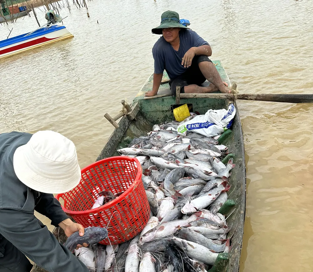Có bốn hộ dân bị thiệt hại hơn 25 tấn cá. Cá lăng nuôi lồng trên hồ thủy điện Ia Ly chết hàng loạt