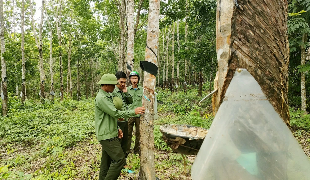 Đến nay các cơ quan chức năng tỉnh Gia Lai vẫn chưa xác định ai đã trồng trái phép 359 ha cao su trên đất rừng. Ảnh: LK. Cao su vô chủ ở Gia Lai
