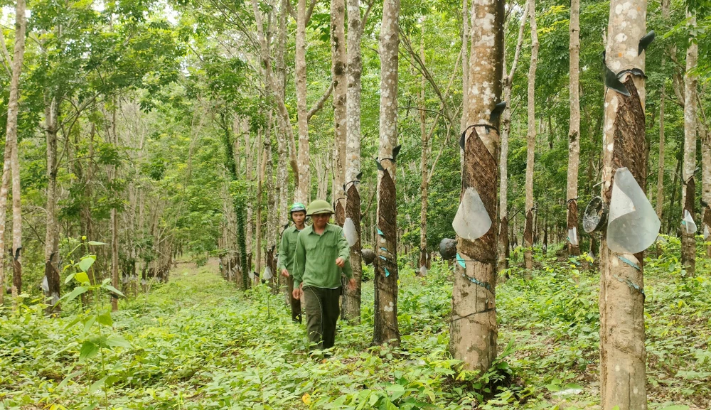 359 ha cao su trồng trái phép trên đất rừng. Ảnh: LK. Chưa có kết quả về 359 ha cao su vô chủ ở Gia Lai