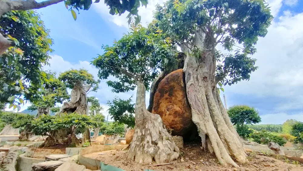 Một cây bằng lăng ngậm ngọc, được rất nhiều người ưa thích. Ảnh: LK. Vuon-cay-bang-lang-co-thu-doc-la-gia-lai-1.jpg