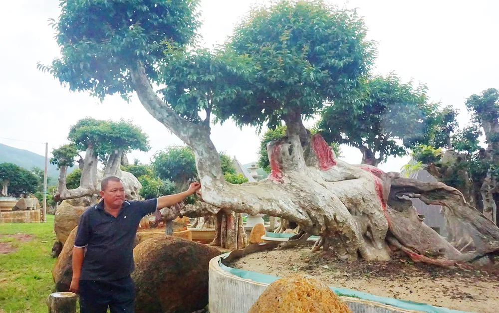 Cây bằng lăng dáng rồng, có giá trị 6-7 tỉ đồng. Ảnh: LK. Vuon-cay-bang-lang-co-thu-doc-la-gia-lai-11.jpg