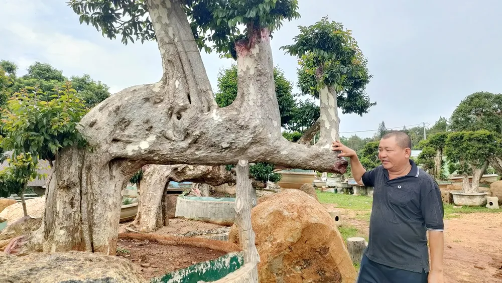 Cây bằng lăng có dáng lạc đà. Vuon-cay-bang-lang-co-thu-doc-la-gia-lai-13.jpg