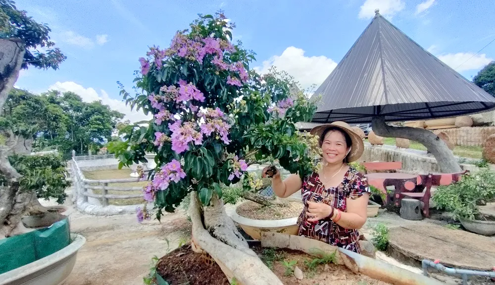Nhờ mê hoa bằng lăng tím, bà Nguyễn Thị Hải, luôn đồng lòng cùng chồng săn lùng mua cây bằng lăng độc lạ. Ảnh: LK. Vuon-cay-bang-lang-co-thu-doc-la-gia-lai-6.jpg