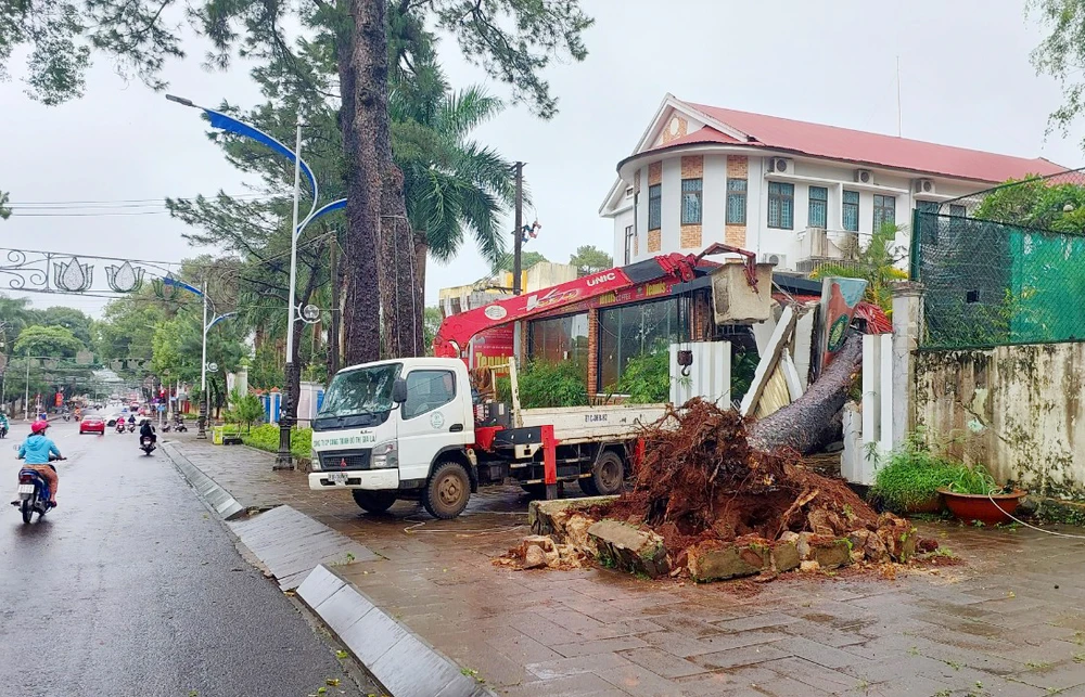 Sau cơn mưa, cây thông cổ thụ ngã vào quán cà phê trên đường Quang Trung, TP Pleiku. Ảnh: ND. Cây cổ thụ ngã đè quán cà phê ở TP Pleiku Gia Lai