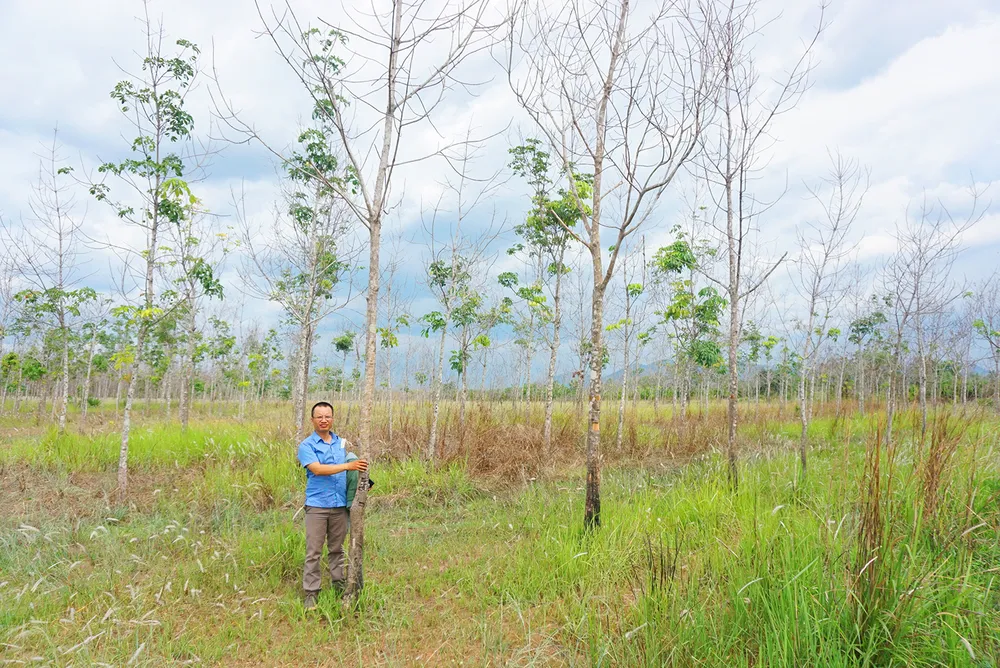 Chuyen-doi-rung-ngheo-sang-trong-cao-su 1.jpg