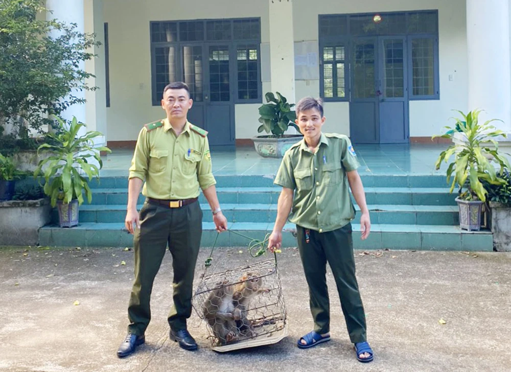 Vườn quốc gia Chư Mom Ray tiếp nhận hai cá thể khỉ đuôi lợn