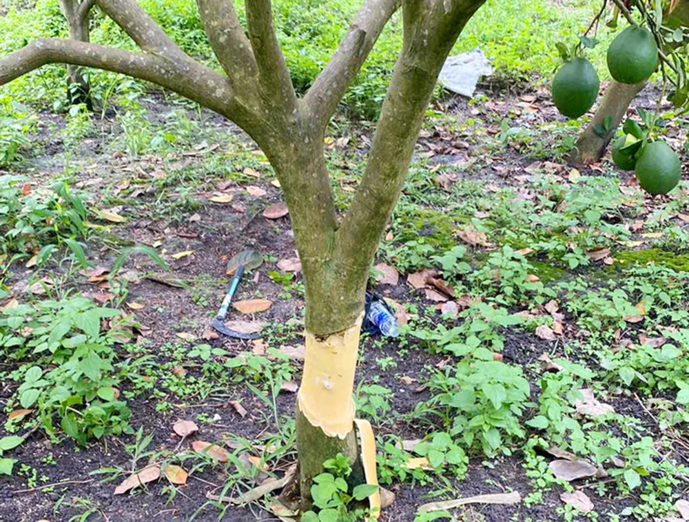 Người phụ nữ hoang mang vì vườn cây ăn quả liên tục bị kẻ gian phá hoại