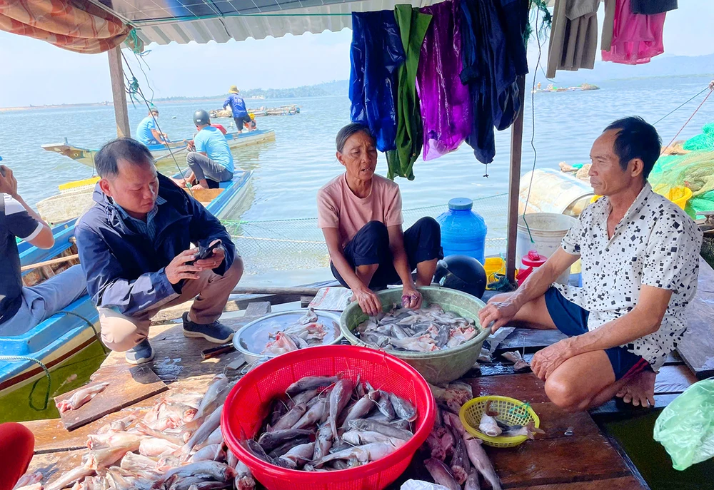 Nhiều hộ nuôi cá lồng trên hồ thủy lợi Ia Mơ hoang mang do cá chết bất thường, gây thiệt hại nặng nề. Ảnh: PH. Ca-long-nuoi-tren-ho-thuy-loi-ia-mo-chet-hang-loat-1.jpg