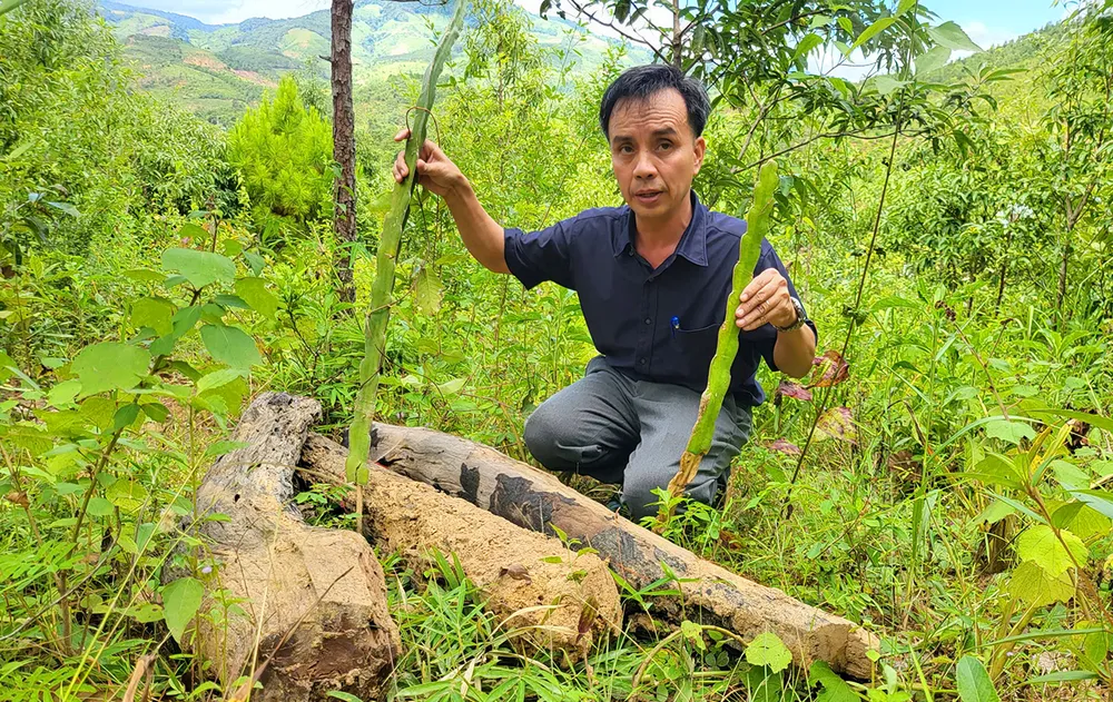 Cây thanh long được người dân trồng chờ đền bù. Trong-cay-dung-trai-cho-den-bu-du-an-1.jpg