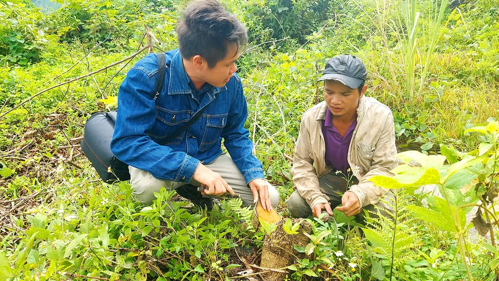 Ông A Bình chỉ vườn keo hơn hai năm tuổi bị chết, phải chặt bỏ. Ảnh: ĐN. Dân phản ánh nhà máy thủy điện Thượng Kon Tum gây chết cây trồng