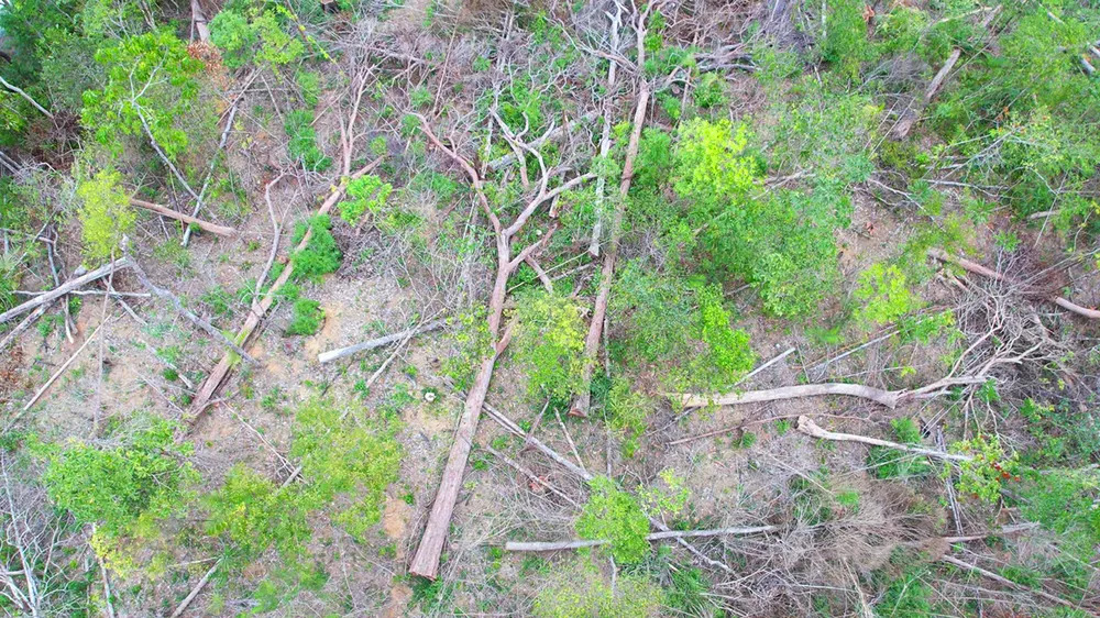 UBDN tỉnh Gia Lai chỉ đạo khẩn trương làm rõ vụ phá rừng tại lâm phần Ban quản lý rừng phòng hộ Bắc Ia Grai