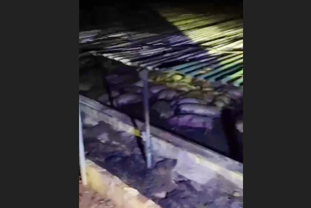 Cháy trại heo tại Gia Lai khiến 1.600 con heo thịt bị chết