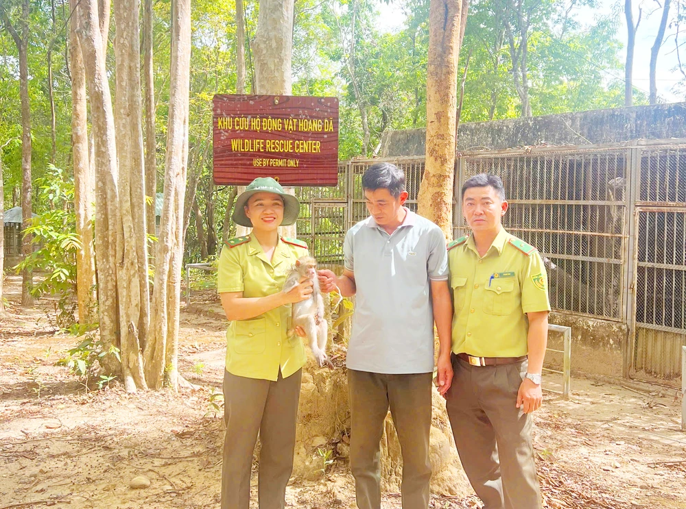 Một người dân ở TP Kon Tum (tỉnh Kon Tum) đã tự nguyện giao nộp một cá thể khỉ đuôi dài bị cụt tay phải cho cơ quan chức năng.