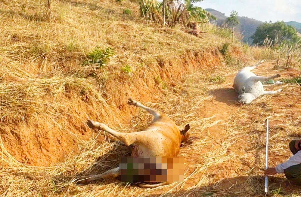 ơ quan chức năng đã khám nghiệm hiện trường, lấy mẫu xét nghiệm để xác định nguyên nhân khiến đàn bò chết bất thường