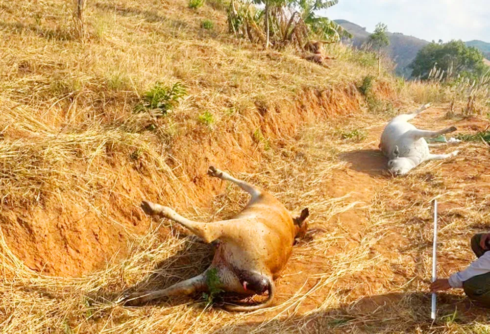Đàn bò 11 con của một hộ dân ở Gia Lai chết bất thường, phình bụng