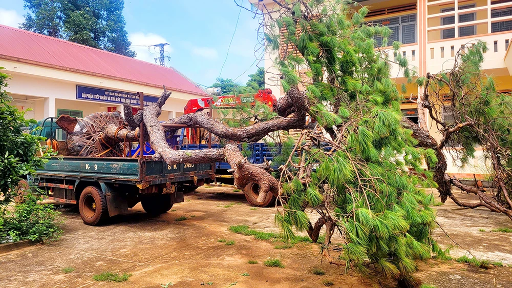 Công an xã Tân Bình (huyện Đăk Đoa, Gia Lai) phát hiện 2 ô tô chở cây thông bonsai khủng, chưa kịp kiểm tra, hai lái xe đã bỏ lại phương tiện chạy trốn.