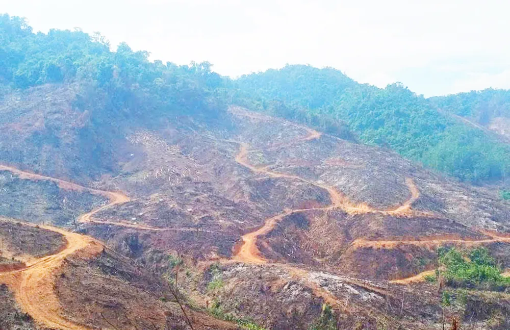 Hạt Kiểm lâm khu vực Hoài Ân, tỉnh Gia Lai đã khởi tố vụ án hủy hoại rừng và chuyển hồ sơ sang công an thụ lý theo thẩm quyền.