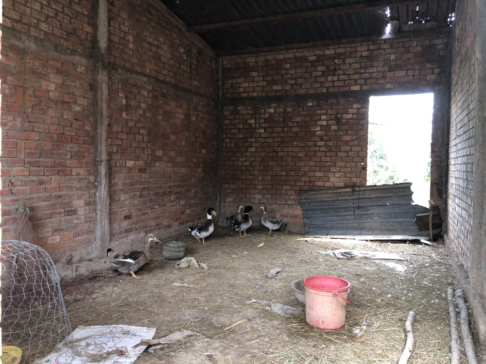 Một căn nhà vượt lũ bỏ hoang được người dân tận dụng làm chuồng nuôi vịt. Ảnh HD